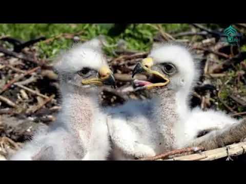 Видео: Буркут баласын кантип тарбиялайт. Көрүп үлгү алабыз