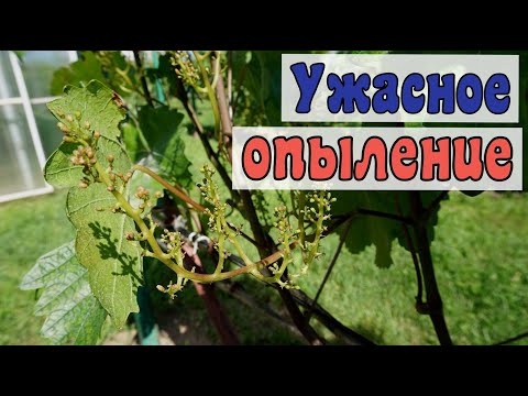 Видео: Виноградник после цветения , сезон 2025г.