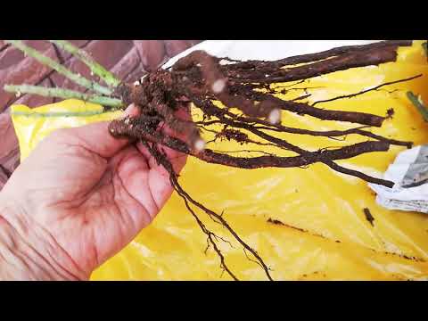 Видео: Сажаем розы правильно