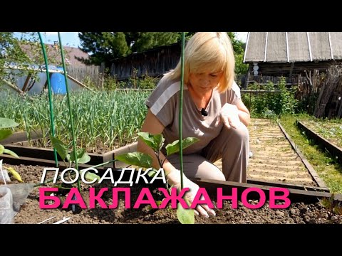 Видео: Посадка рассады БАКЛАЖАНОВ в открытый грунт! Советы от Зеленого Огорода!