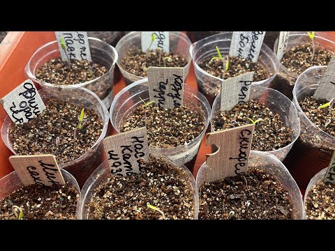 Видео: Рождение томатов! Обзор мартовских всходов цветов.