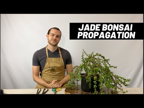 Видео: Как размножить карликовый толстянковый черенками — The Bonsai Supply