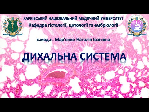 Видео: Дихальна система. Гістологія