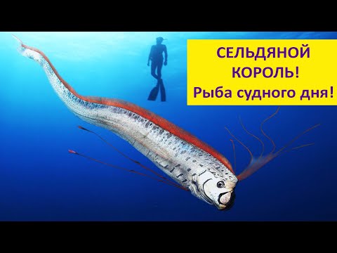 Видео: Король сельдей - легендарный и загадочный. Наталья Носова