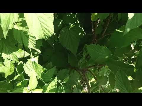 Видео: Цветение и формировка молодых побегов малины "Таруса". 29.05.2021 г.