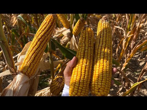 Видео: Гибрид LG31642 с одним поливом в условиях засухи и жары в Туркестанской области🔥🔥🔥