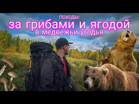 Видео: ПОХОДЫ: сушу грибы в избушке и собираю бруснику в медвежьих угодьях. Осенью один в тайге