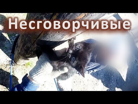 Видео: Я определённо кошке не понравился