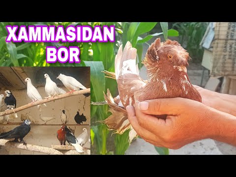 Видео: KABUTARLARNI ZO'RLARI HAMMASIDAN BOR SOTILADI +998934833467 🇺🇿 КАБУТАРЛАР WORLD PIGEONS МИР ГОЛУБ