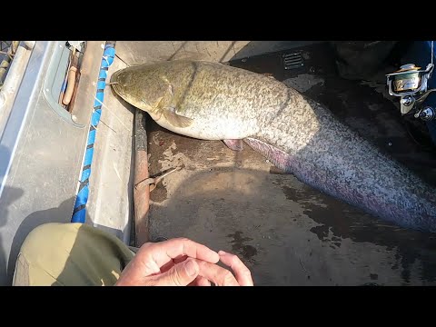 Видео: Как поймать сома на живца!