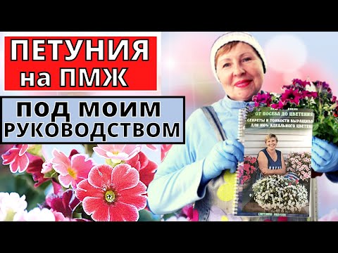 Видео: ПЕТУНИЮ высаживаем на ПМЖ под моим РУКОВОДСТВОМ