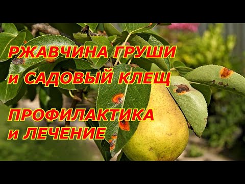 Видео: РЖАВЧИНА ГРУШИ и КЛЕЩ. ПРОФИЛАКТИКА и ЛЕЧЕНИЕ