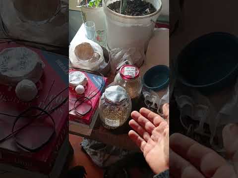 Видео: Ошибка в ферментации, как я испортил табак в первый раз.