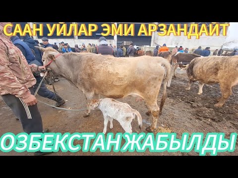Видео: ОЗГОН МАЛ БАЗАРЫ СААН УЙ БОЗ КУНАЖЫН БАЛАРЫ.09.02.2025.#ПАМИРТВ #КУРШАБ #ОЗГОН #КРАСНЫЙМАЯК