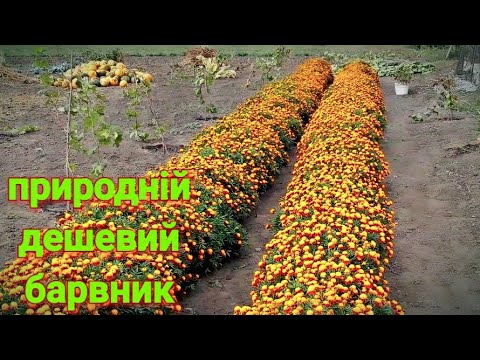 Видео: Фарбую яєчний жовток⁉️ Сушка гарбузового насіння. Імеретинський шафран!