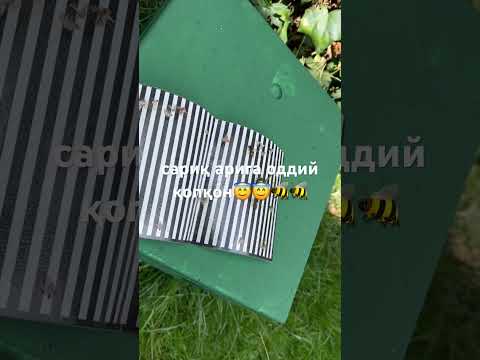 Видео: Сариқ ари жонга тегдими? 😇😇🐝🐝