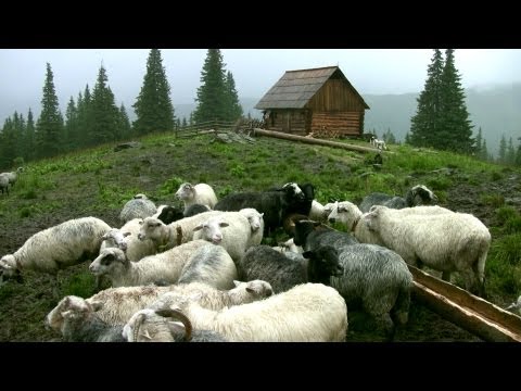 Видео: Полонина Ворожеска / Polonyna Vorozheska