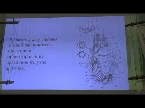 Видео: Белякова Г. А. - Низшие растения - 6. Страминопиловые водоросли