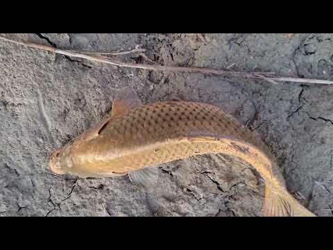 Видео: СЕКРЕТ рыбалки на ИЛИ, Сазан, Жерих. 30-марта 2022 года.