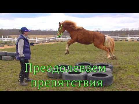 Видео: Молодой конь учится не бояться препятствий.