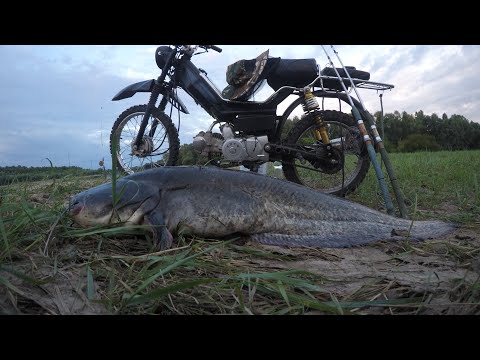 Видео: Сом із БЕРЕГА, Десна