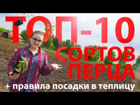Видео: Как правильно высаживать перцы в теплицу?