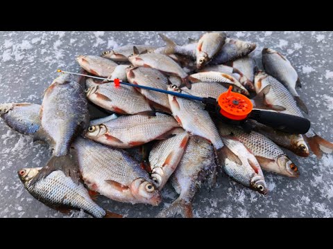 Видео: ОНА КЛЮЁТ И КЛЮЁТ! Это ЖОР. Зимняя рыбалка на удочку