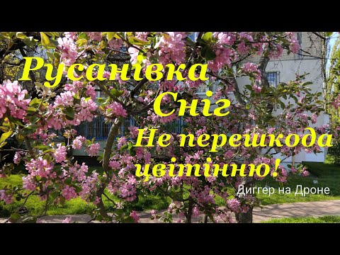 Видео: Русанівка Сніг Не перешкода цвітінню!