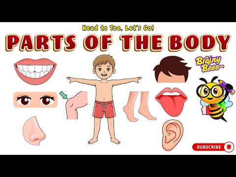 Видео: С головы до ног, вперёд! 👦🧠 | Весёлое изучение частей тела для детей | Brainy Bees