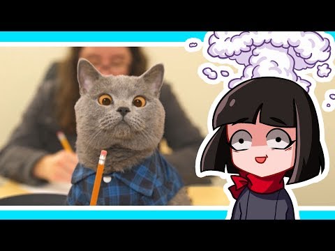 Видео: НЕ ЗАСМЕЙСЯ ЧЕЛЛЕНДЖ с КОТИКАМИ ! Реакции от Машки - Попробуй не засмеяться