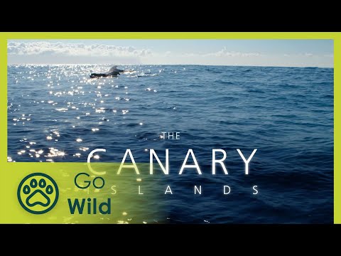 Видео: Канарские острова. Часть I: Жизнь на пределе возможностей. Отрывайтесь по полной