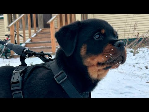 Видео: Взял щенка, не знаю с чего начать....