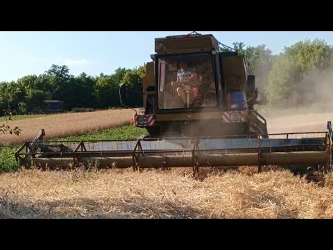 Видео: Як ми молотили пшеницю комбайном Fortschritt E516 B і що з цього получилося