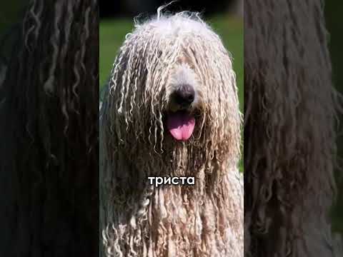 Видео: Самые дорогие собаки