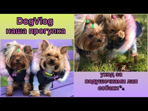 Видео: DogVlog:Прогулка с двумя собаками|Уход за подушечками лап собаки🐾