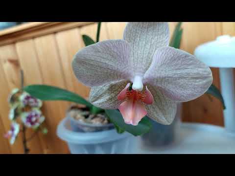 Видео: Покупки орхидей 9 апреля 2020 года Леруа Мерлен
