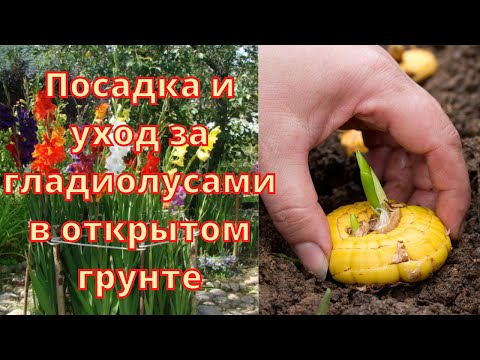 Видео: Посадка и уход за гладиолусами в открытом грунте