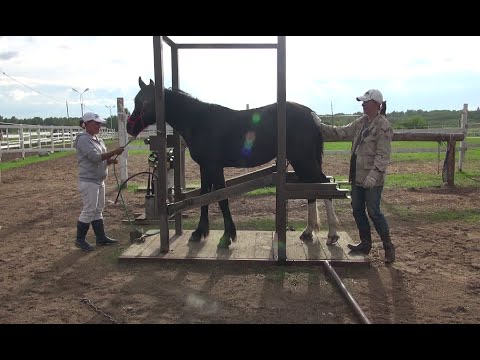 Видео: Приучение жеребёнка к станку. Первая расчистка в станке.