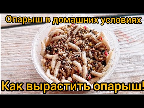 Видео: Опарыш в домашних условиях. Как разводить большого опарыша для рыбалки.