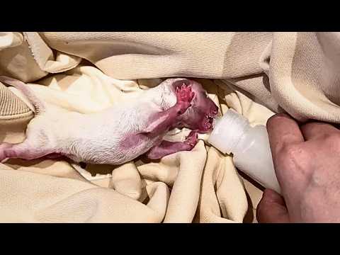 Видео: Нашёл крошечного новорождённого щенка, ухаживал круглосуточно; через полгода — невероятные перемены.