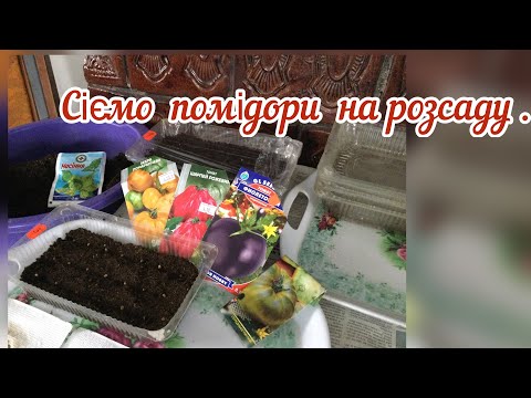 Видео: сіємо помідори /  РОЗСАДА НА ПІДВІКОННІ.