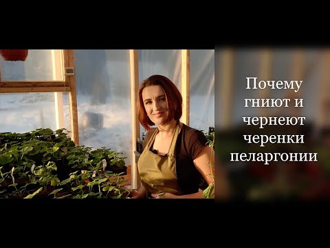 Видео: Почему гниют и чернеют черенки пеларгонии?