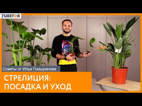 Видео: Стрелиция: посадка и уход | Советы от Ильи Гомыранова