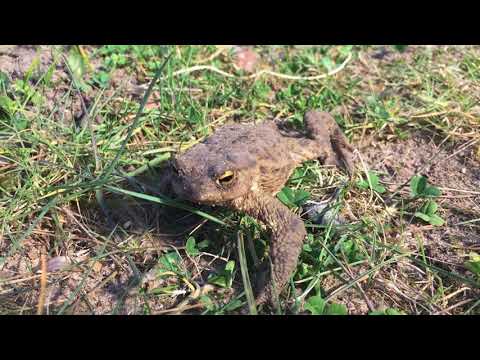 Видео: Земляная жаба. Пришествие 2020.