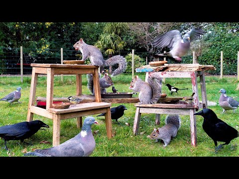 Видео: Видео для кошек 🕊️ Красивые птицы и белки пируют на старой табуретке 🐿️ Для кошек видео 4K HDR