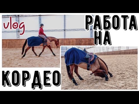 Видео: VLOG: день НХ/день из жизни конника 🐴