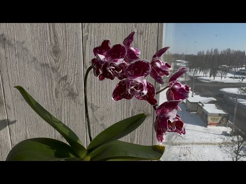 Видео: Новые роспуски орхидей. Февраль 2025 год