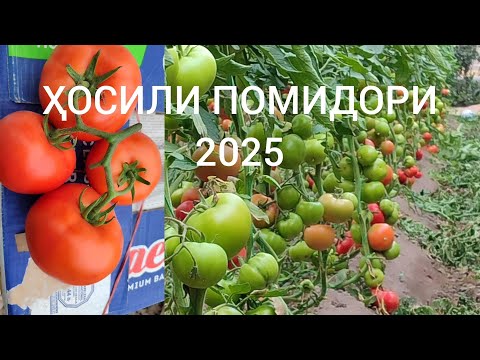 Видео: ҲОСИЛИ ПОМИДОРИ 2025.