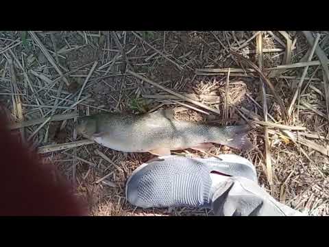 Видео: Маринка