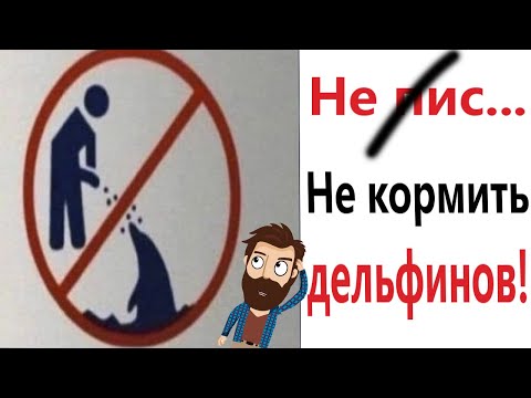 Видео: Приколы! НЕ ПИСА... НЕ КОРМИТЬ ДЕЛЬФИНОВ! Смешные видео - Доми шоу!